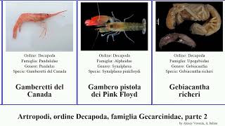 Artropodi, Ordine Decapoda, Famiglia Gecarcinidae, Parte 2 Dicranodromia Glyphocrangon Ethusina