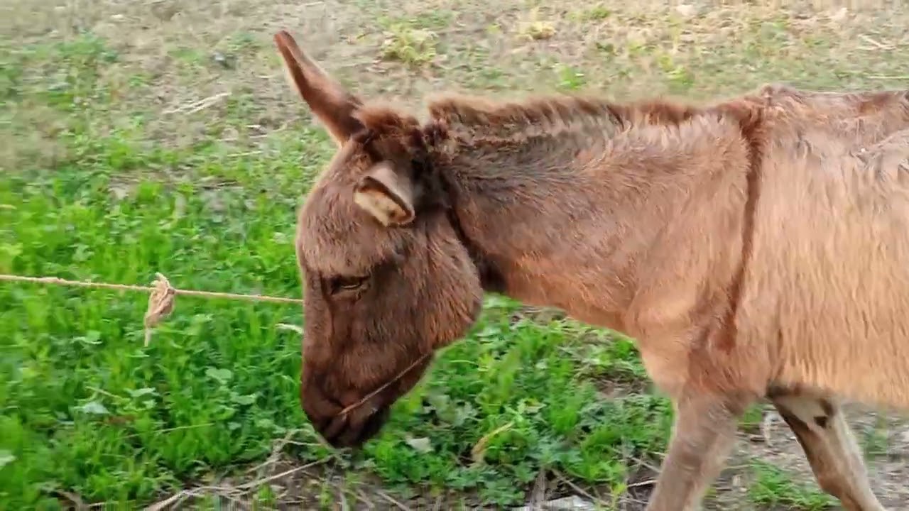 FIRST VLOG: My CRAZY Morning with Animals in a Pakistani Village!