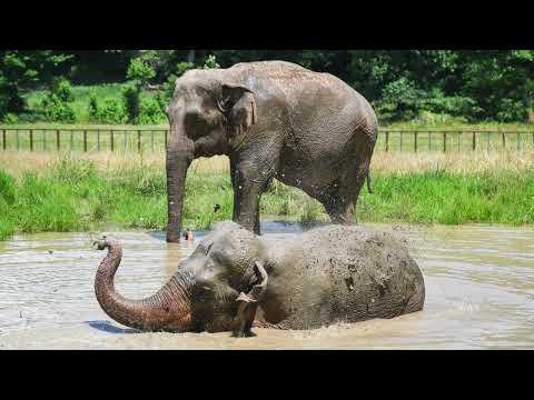 The Elephant Sanctuary | Audio of Debbie, Ronnie, and Minnie Reuniting in the Habitat