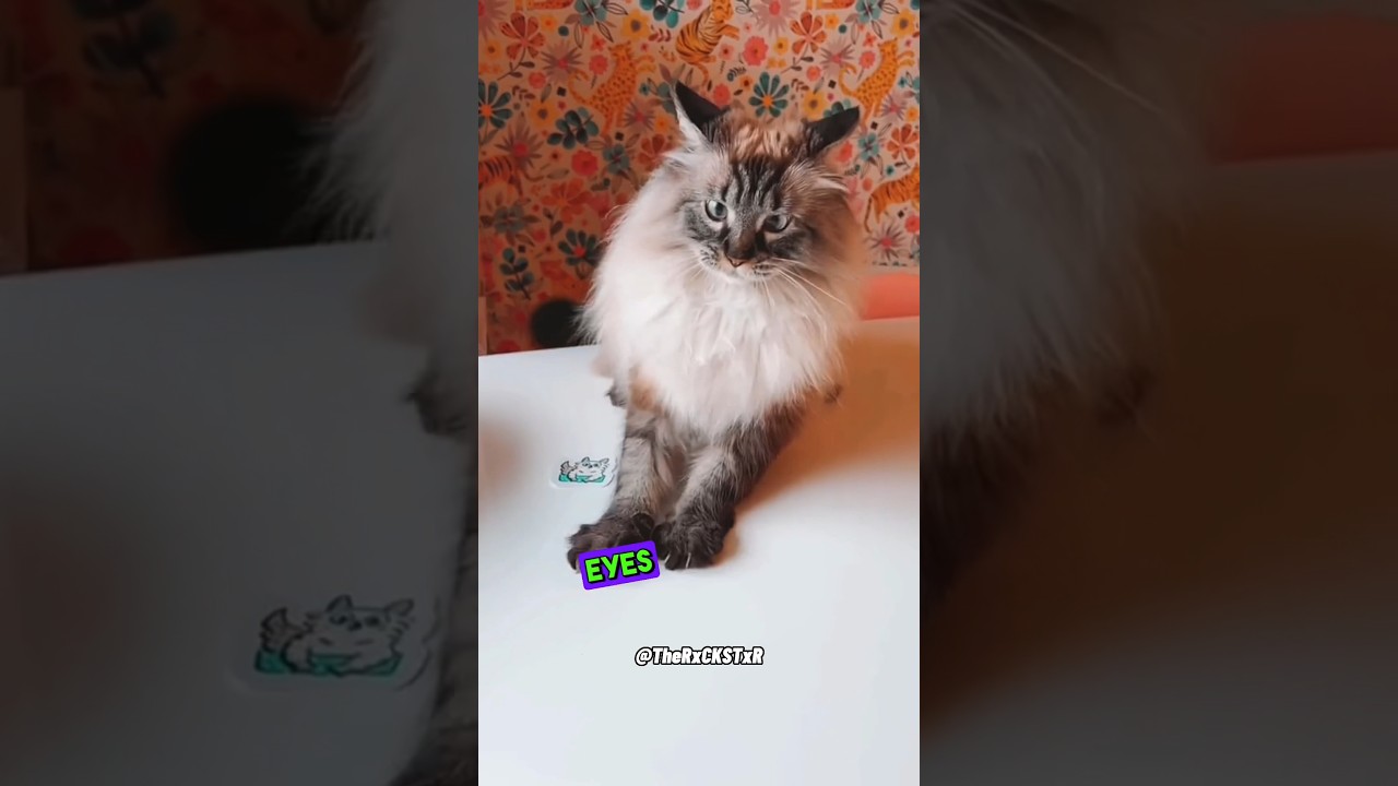 Kitty Had Too Much Coffee! - RxCKSTxR Comedy Voiceover