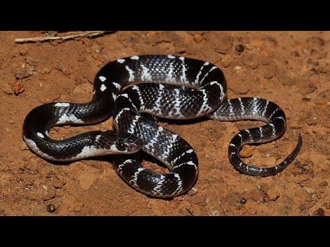 Snake bite, बूढ़ी माँ को आधी रात को काट लिए, cobra snake, 24 घंटे घर बैठा साँप