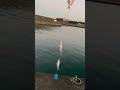 南紀のアジ釣りは、田辺芳養（はや）が目立っていますが、他にもあちこちで釣れているようです。ここはみなべ町堺一本松堤防。10月2日金曜日撮影。