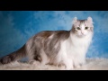 Cat American Curl History.Personality.Coat Color And Grooming の動画、YouTube動画。