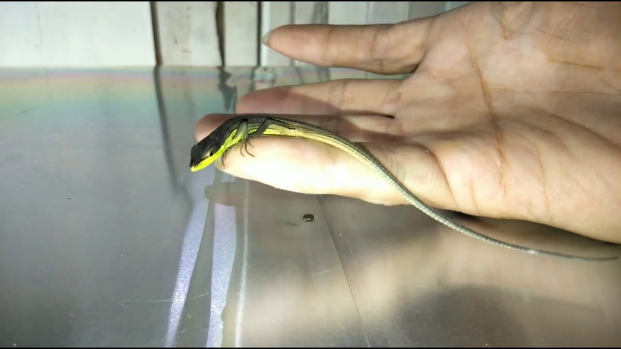 Kadal atau orong-orong???? 