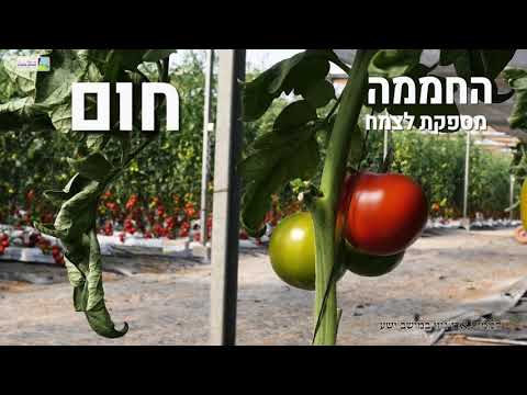 גידול בחממות | מטרות, תועלת, והשלכות הלכתיות