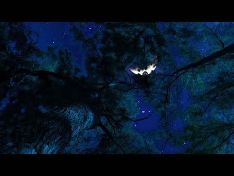 Crickets Owls Sounds Under Gentle Wind Trees Night Ambience For Relax Study Sleep De Stress