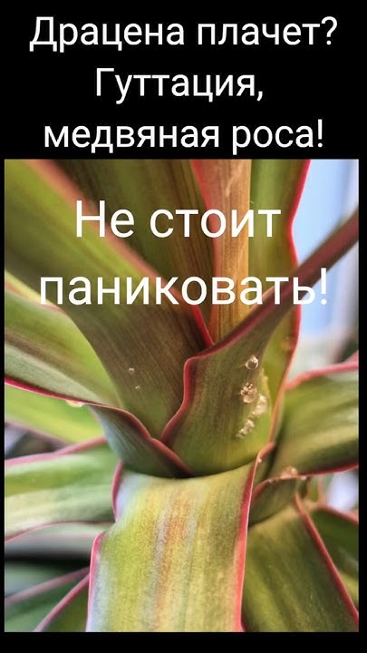 Драцена плачет! Гуттация, медвяная роса! - YouTube