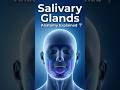 Salivary Glands | Anatomy &amp; Function | Quick Nursing Dose