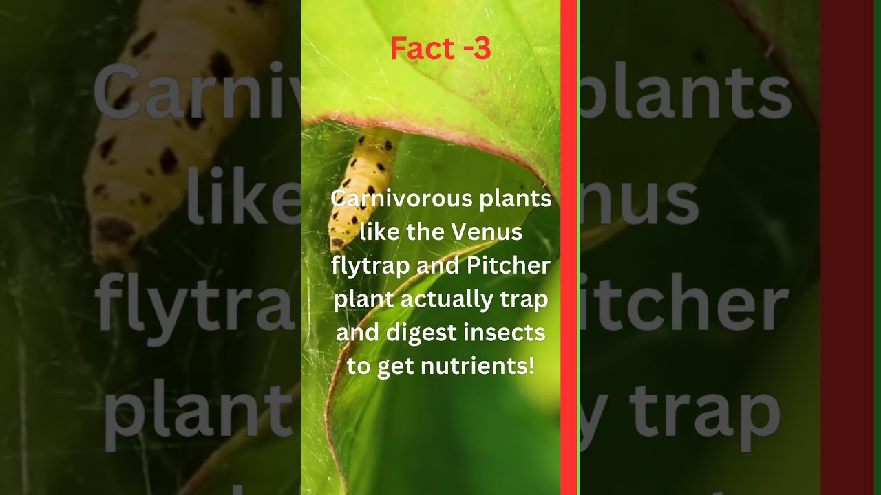 🌱 Top 5 Amazing Facts About Plants You Didn’t Know! | Botany Shorts 
