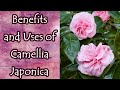 Benefits and Uses of Camellia Japonica