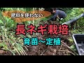 【家庭菜園】長ネギ栽培。種まき〜定植。無肥料・無農薬の自然農的「ほったらかし農法」のすすめ。