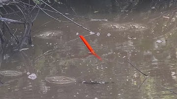 Câu Cá Rô Đồng , Nó Lôi Vô Bụi Chà Rồi - Quá Trời Bầy Cá Rô MỀ Này Rồi