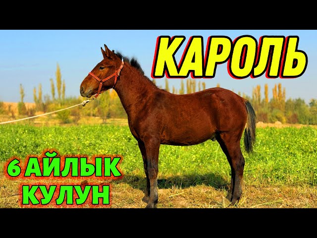 Алғаш рет айқайлайтын видеомен жыныстық қатынас