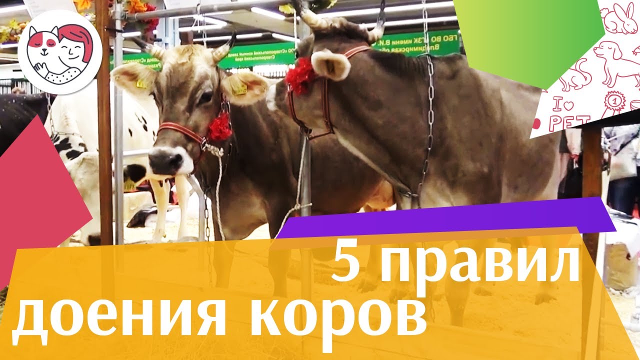 питомцы кукол лол 5 важных правил доения коровы ручным методом на ilikepet