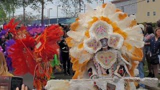 The New Orleans Mardi Gras Indians parade celebrates the ties between Black and Native Americans