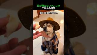 目が見えないワンコのごはんの時間