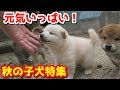 【柴犬子犬】元気いっぱい！秋の子犬特集号！　太郎の犬モノガタリ　番外編