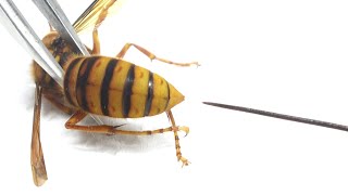 スズメバチにハリガネムシを寄生させてみた