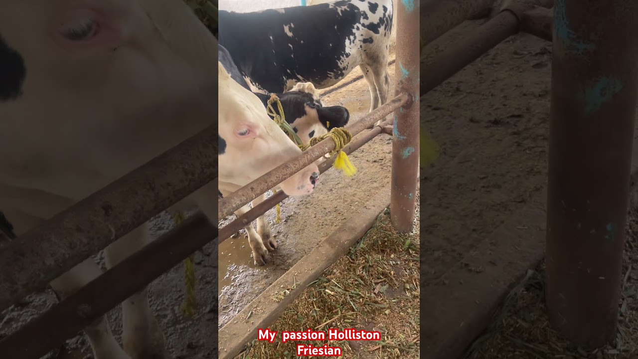 Fastest way to grow your farm with sex Semen 