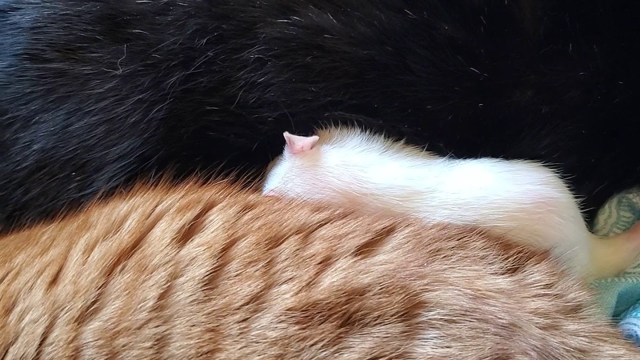 bathing in cats 💦 YouTube