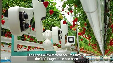 TFP Challenge Delivering Impact Video # 5 - Dogtooth