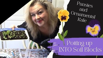 Potting up INTO soil Blocks
