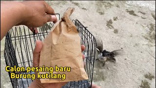 Download Lagu Masih satu keluarga sama kutilang, tapi kurang banyak penggemarnya MP3