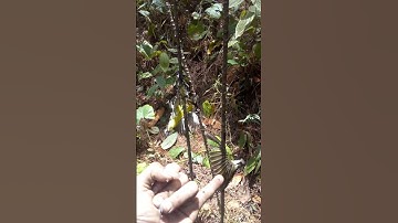 pikat pijantung pisang anti zonk#shorts