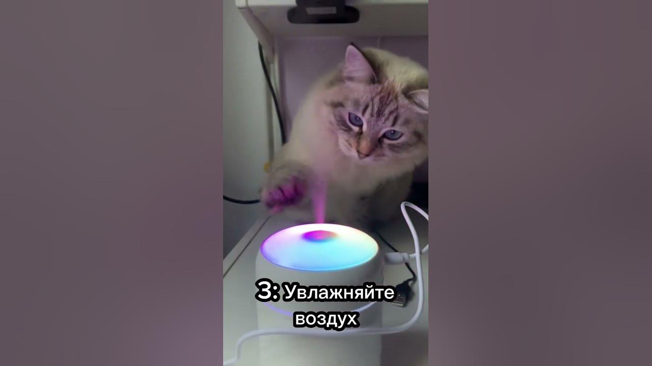 Как охладить кошку в жару. Кошка в жару. кошке жарко.