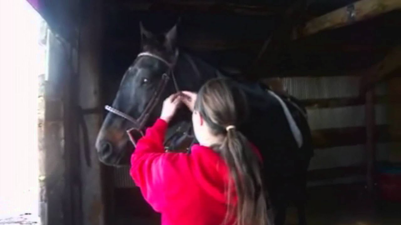How to Tack Up a Horse YouTube