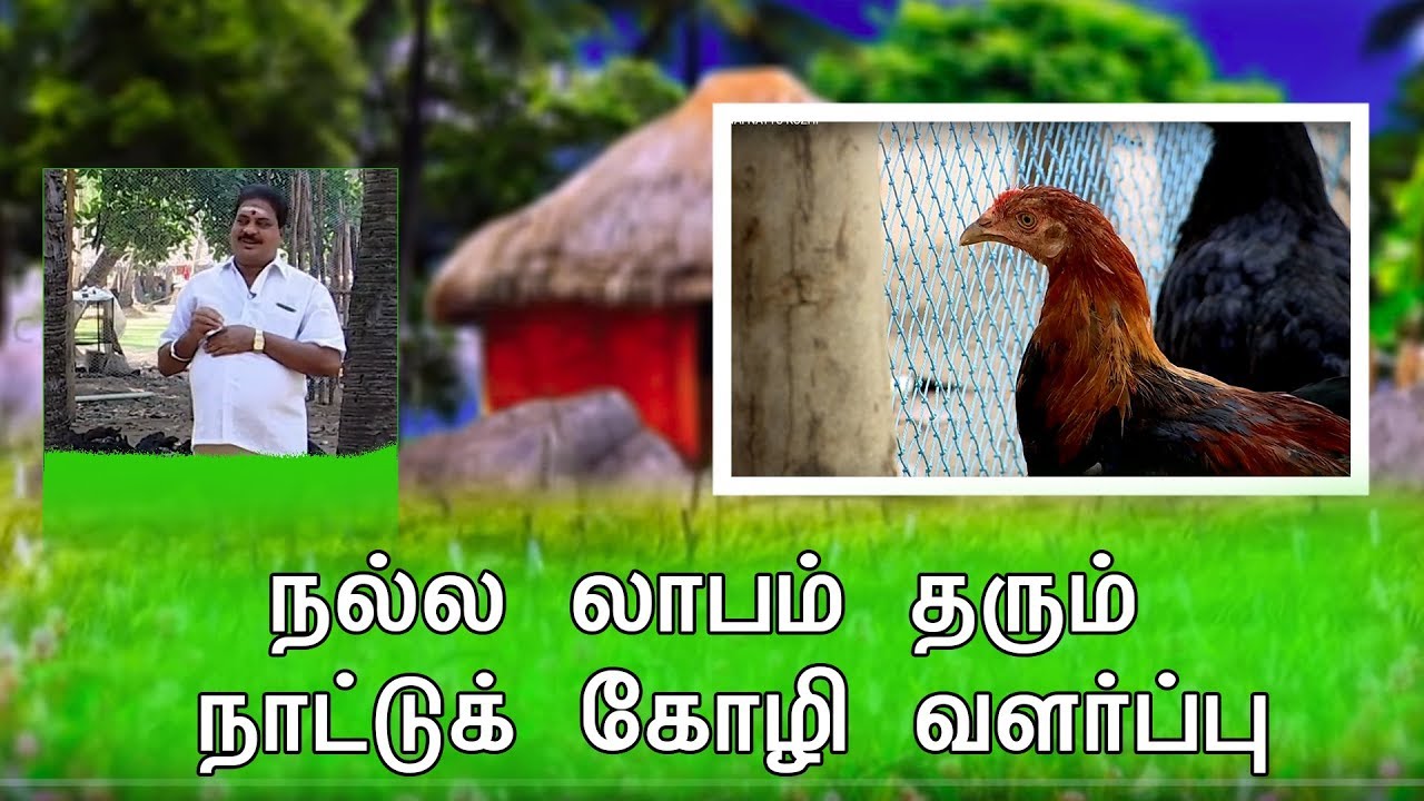 நல்ல லாபம் தரும் நாட்டுக் கோழி வளர்ப்பு |இயற்கை விவசாயம் | மண் வாசனை | cauvery news wiki