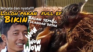 MELOLOH ANAKAN MURAI BATU MENGGUNAKAN PAKAN FULL EF CACING MEMANG TOP‼️