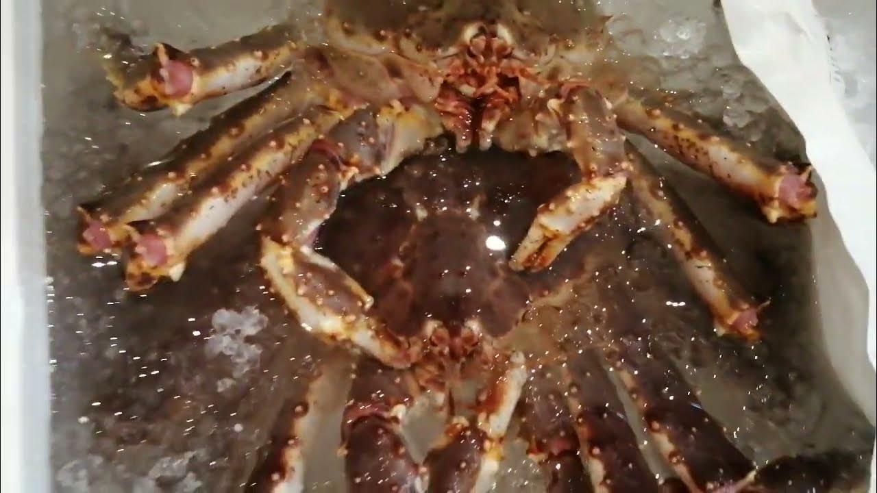 Biggest king crab Cheng Frial YouTube