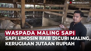 Waspada! Jelang Idul Adha, Sapi Limosin Warga Sumedang Raib Digondol Maling | OneNews Update