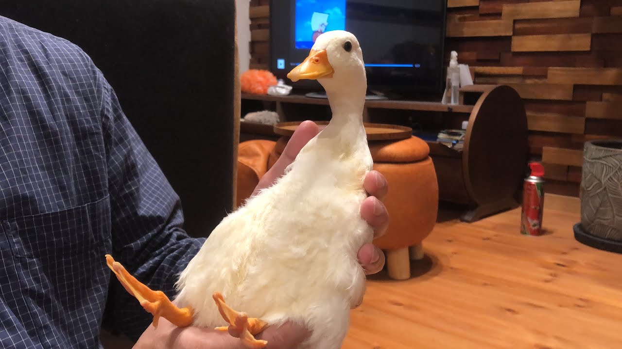 新メンバー！に嫉妬するコールダック。