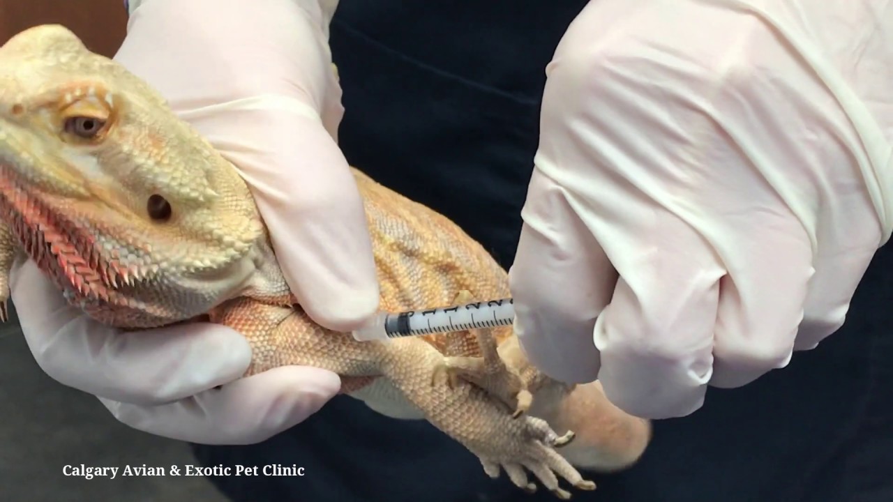 Calgary Avian & Exotic Pet Clinic Lizard intramuscular injection YouTube