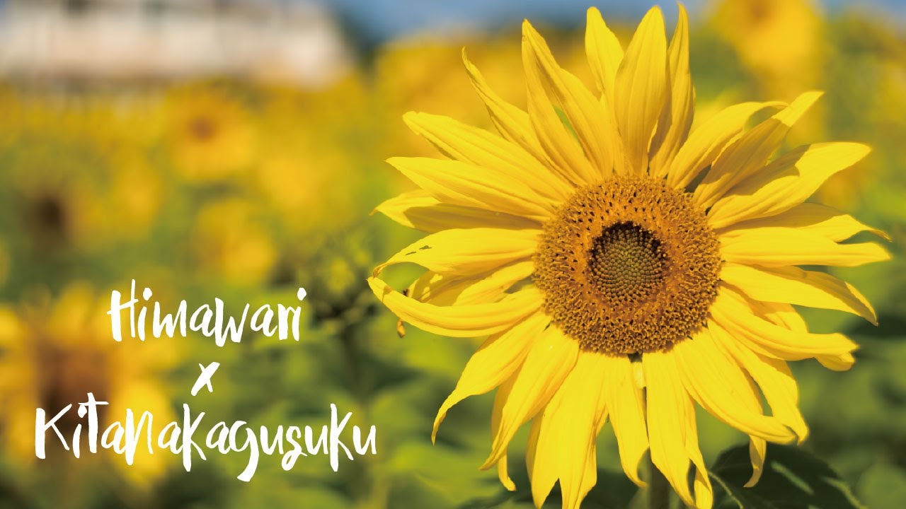 ヘリオス44m Sony iii 北中城村のひまわり畑を撮ってみた Youtube