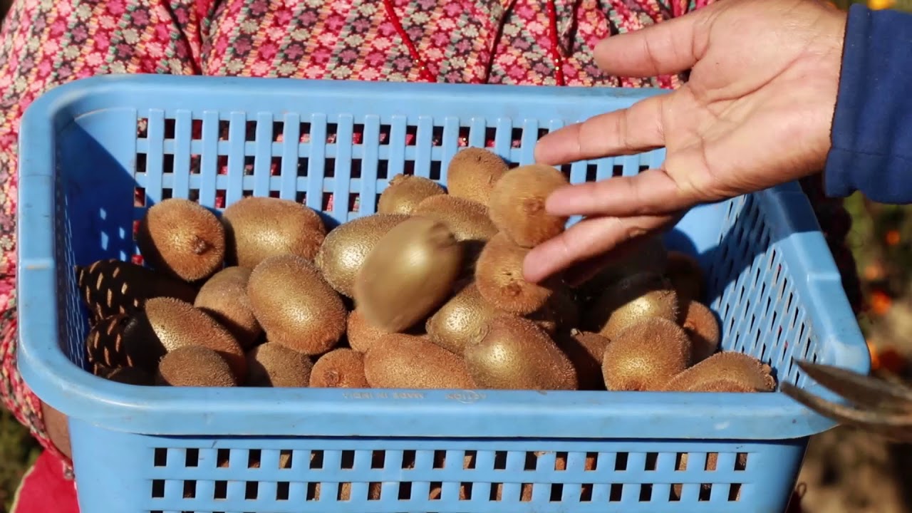 HIMALI Project in Dolakha district, Nepal (Long Version Nepali)