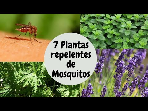 Video: Cómo usar plantas para mantener alejados a los mosquitos: 12 pasos