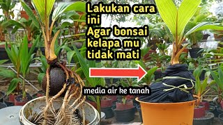 CARA AMAN MEMINDAH BONSAI KELAPA MEDIA AIR KE MEDIA TANAH