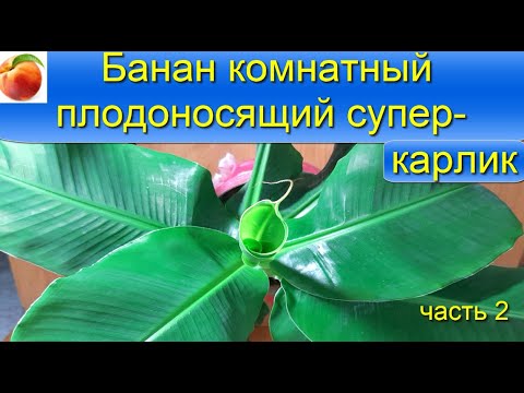 Банан комнатный выращивание banana