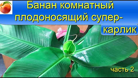 Банан комнатный выращивание banana