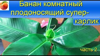 Банан комнатный выращивание banana