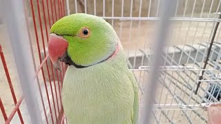 Adorable Ring Neck Green Parrot