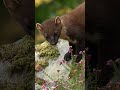 Pine martens now thrive in Scotland&#39;s #ardnamurchan #discoverwildlife #robertefuller