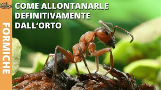 Stop Formiche Come Allontanarle Definitivamente