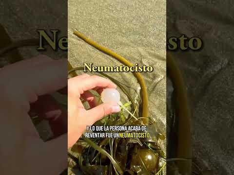Extraña estructura biológica