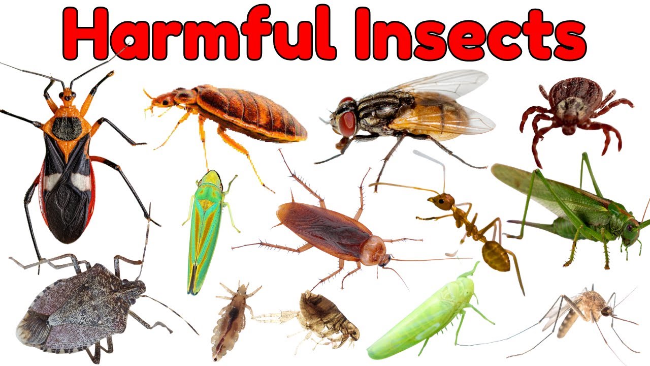 Unharmful Insect Harmful Insects Around Us: Identifying Bugs That Can Bite or Sting! # ...