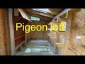 Building a small racing pigeon loft or kit box