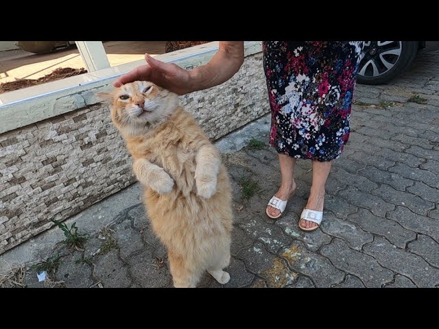 Orange cat doesnt let me go by holding with her paw